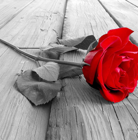 "Ti do una rosa" dal 2 al 9 marzo