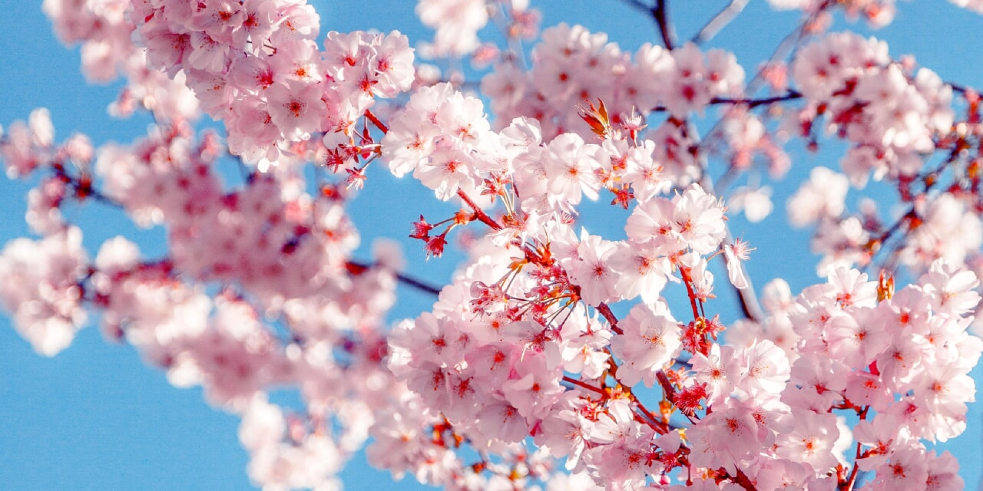 I Mercoledì di Pozzo Garitta - Tempo di Primavera