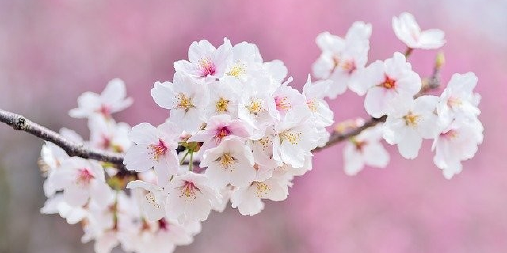 Girinbricco alla scoperta della Primavera - domenica 21 aprile