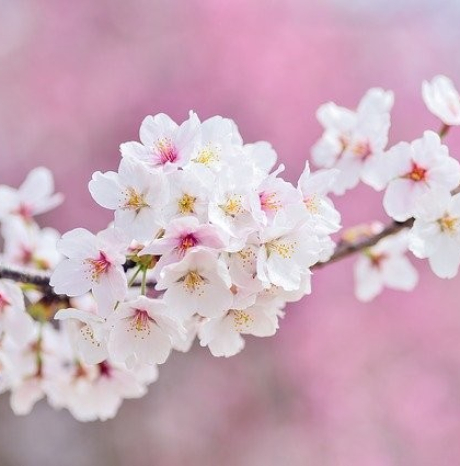 Girinbricco alla scoperta della Primavera - domenica 21 aprile