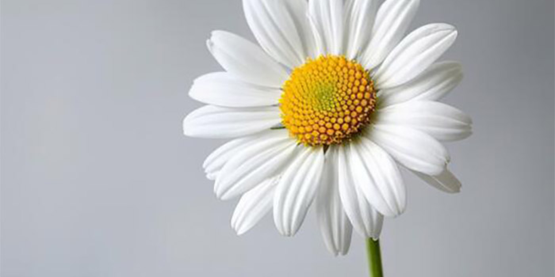ALBISSOLA IN FIORE - si comunica che la manifestazione indicata in oggetto, è stata annullata causa maltempo