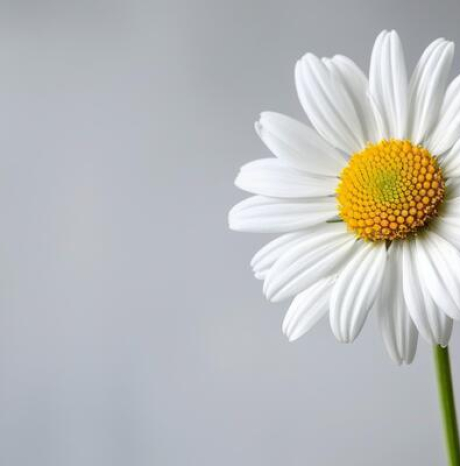  ALBISSOLA IN FIORE - Domenica 7 settembre 2025