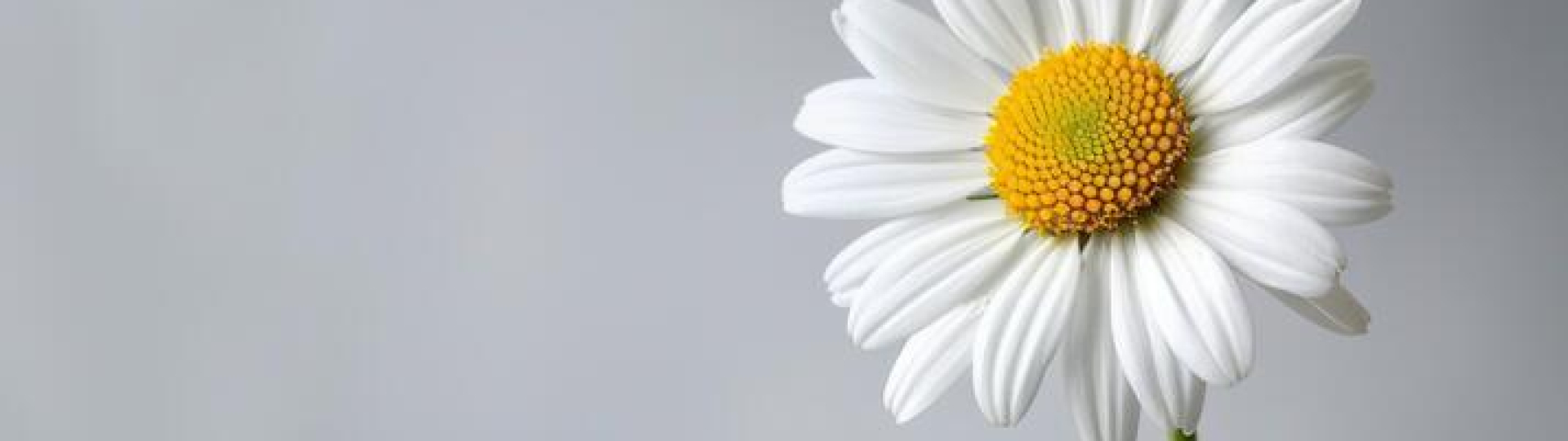  ALBISSOLA IN FIORE - Domenica 7 settembre 2025