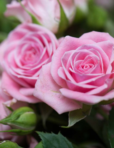 I Segreti delle Rose: un viaggio tra storia, arte e simboli al MuDA - Sabato 24 gennaio